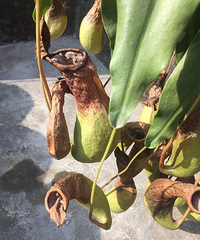 ��⣺����ֲ��Ҫ��ô������