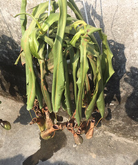 ��⣺����ֲ��Ҫ��ô������