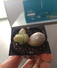 ���ڵȵ���