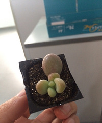 ���ڵȵ���