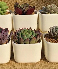 ����Ʊ����ҼҵĶ���������