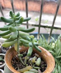 �鷳��Ұ�æ����������������ô���£�Ҷ��