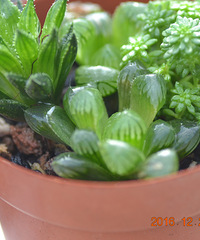 ׬�֡�����