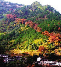 文成红枫古道