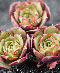 Ư����ԲҶ������