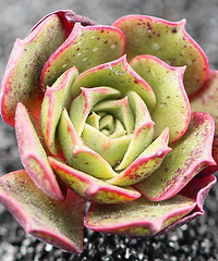 Ư����ԲҶ������