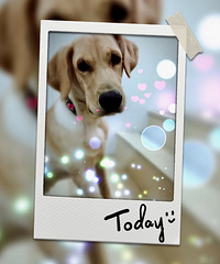 �Ҹ�ĸ������������