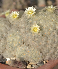 ׬�ֶ�������