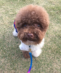 ���������ı�������װ