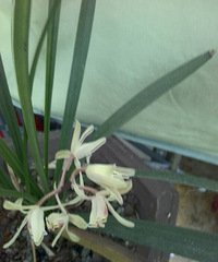 Ư�����ҵ���������5��𻨡�