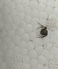 ���۸��᡿����֩��ֵǮ����