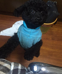 Ѱ������