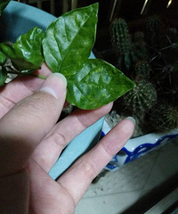 ����Ҷ���л�ɫ�ߵ���ʲôԭ��