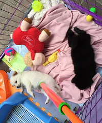 ��ĩ#����#������ ֻҪ�ڡ�̨���ȳ��Ȧ����ɹ������