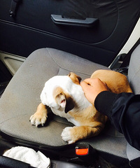 �Һ�С����ĵ��ε�