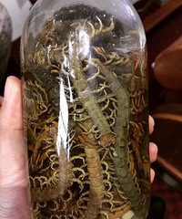 �������ҵľƣ�׳����