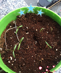 ���������ð������