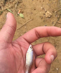 不会做鲫鱼豆腐汤的来看看,交流交流!