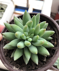 �Ҽ�����