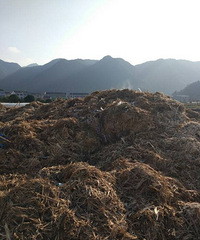 "【港港厢】堆积如山的甘蔗渣,该何去何从"