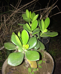 �Ҳ�˵����ɹɹ