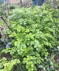 "【老爸的菜园】冬日的芹菜"