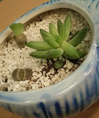 �����ĵ��ҼҶ��⡭��