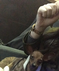 360��˯�˵�С¹