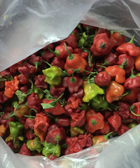 �����������ɼ�����