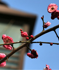 �ŷ�÷������