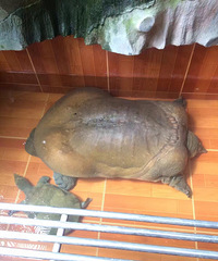 �����е�ս����