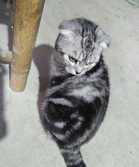 ת�õ�Ѫͳ���깫�۶�èһֻ��������룬��������������