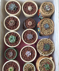 ���Ļţ�С��ű�������ȥ��