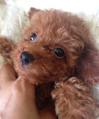 ������ߺ�ɫ̩�ϣ������£��������룬����