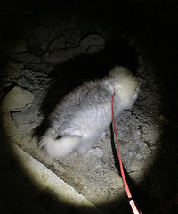 ������Ǻܺÿ���