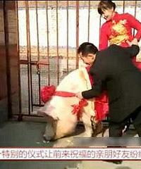 1260����������