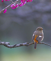 �ͺϹ�԰��ô��