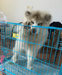 ���������С����Ҳ�ܿɰ���