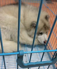 ���������С����Ҳ�ܿɰ���