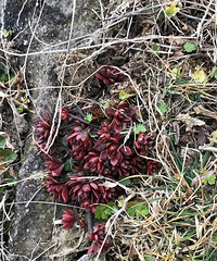 Ұ������