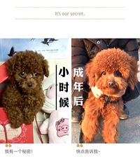 ���˰Ѻ������������Σ�ͬ��ͬĸ�ĺ��ӻ���