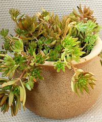 ɽ���ڵĶ���������