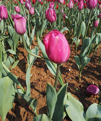 �����ٴ����ճ���+�ξŷ幫԰