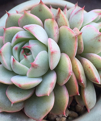 ����Ķ���������