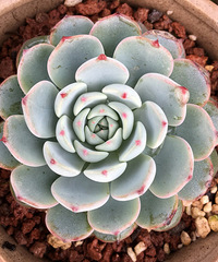 ��������Ļ����