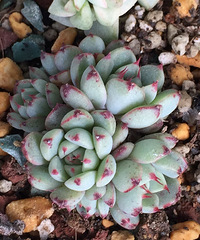 ����Ķ���������