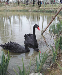 �����ٴ����ճ���+�ͺϹ�԰��ˣ