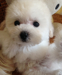 ����̩�����¼ң����������ϣ���������-��