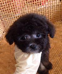 ����̩�����¼ң����������ϣ���������-��