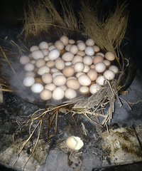 �������顿����ϸ��鵱�ռ�¼